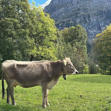 Wieseli By Interhome 公寓